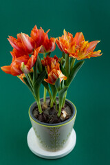 Grow tulip in a pot. Bouquet of red tulips. Flowers in a vase. Close-up. Spring Flower. Red-orange terry variety Murillo tulips.