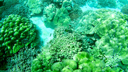 Underwater  tropical coral reef landscape in the deep blue ocean sea