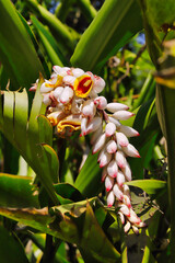 Colorful campanulate flowers of pink, brown and white, arranged in semi-pendant inflorescences,...