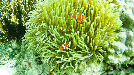 Naklejka na ściany i meble Sea anemones with clown fish (Amphiprion ocellaris) on tropical coral reef in deep blue ocean sea underwater.
