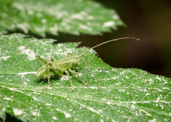 Close up view of a grasshoper sprinkled with pollen on a leaf of bush