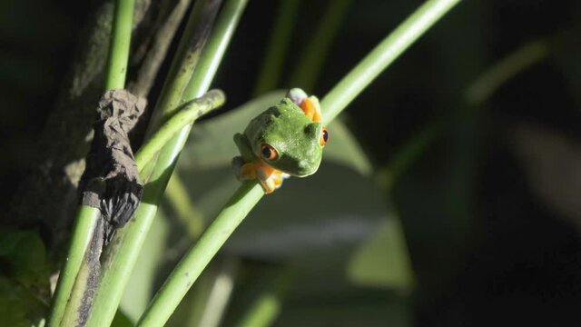 red eyed tree frog perched on plant stem in the wild. close up shot.