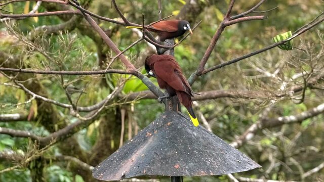 Male Montezuma Oropendola bird bows on branch performing mating display.