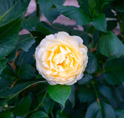 Beautiful yellow Julia Child or Absolutely Fabulous rose in summer garden