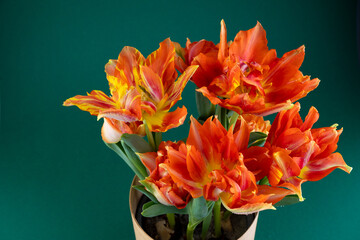 Grow tulip in a pot. Bouquet of red tulips. Flowers in a vase. Close-up. Spring Flower. Red-orange terry variety Murillo tulips.