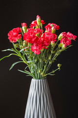 Bouquet of pink carnation flowers. Clove flowers in the grey vase. Black background.