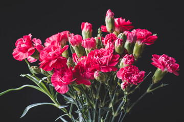 Bouquet of pink carnation flowers. Clove flowers in the grey vase. Black background.