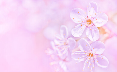 Fototapeta na wymiar Sunny spring day. Cherry blomming. Beautiful flowers, close-up
