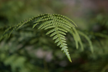 fern leaf in the forest, Pteridium aquilinum close up