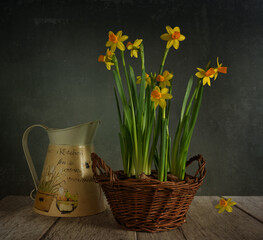 Blooming daffodils in a wicker basket. Nearby is an old jug. Vintage.