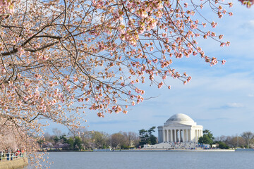 Cherry blossoms and Jefferson Memorial during Cherry Blossom Festival in springtime - Washington D.C. United States of America