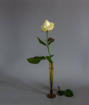 Still life with one white rose. Minimalism. Vintage.