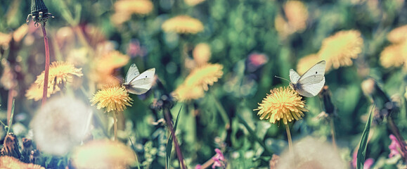 Butterfly on dandelion flower, beautiful nature, butterfly collecting pollen and nectar
