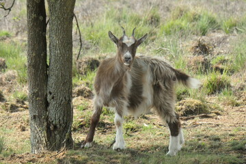 A Brown beige spotted longhaired land goat looks back in surprise. Up close.