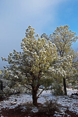 Naklejka premium Snow covers trees and the ground, glistening in the morning sun.