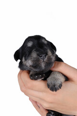 miniature schnauzer puppy 2 weeks in human hand isolated on white 