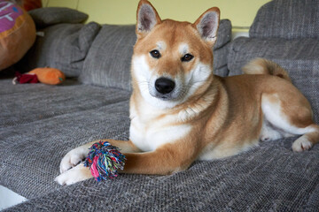 pretty sesame shiba inu is lying on the couch with a toy