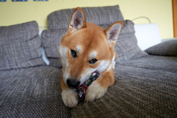 pretty sesame shiba inu is lying on the couch with a toy