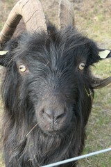 The head of a longhaired Black land goat. Straight from the front and close.