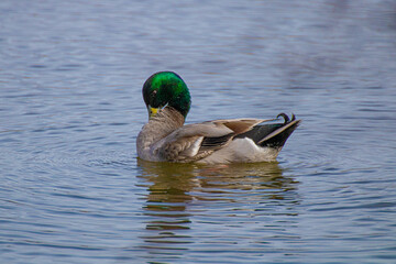 canard vert sur un &eacute;tang, eau bleue 