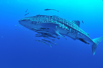 悠々と泳ぐジンベイザメは世界最大の魚類