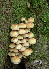 fungus growing on a tree trunk a sign that autumn has arrived
