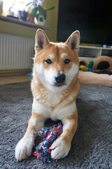 pretty sesame shiba inu is lying on the carpet with a toy