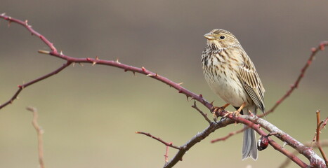 Corn bunting on branch, miliaria calandra