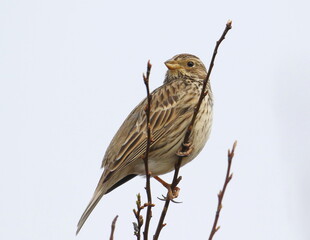 Corn bunting on branch, miliaria calandra