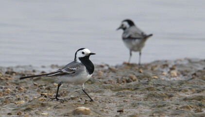 White Wagtail on river, Motacilla alba