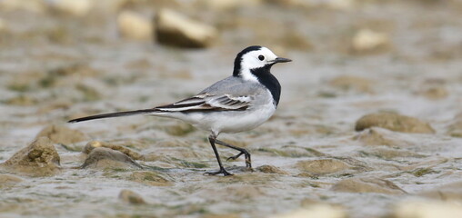 White Wagtail on river, Motacilla alba