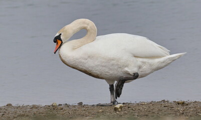 Mute swan on blue river, cygnus olor