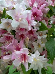 beautiful pink and white flowers of Weigelia a deciduous shrub from East Asia