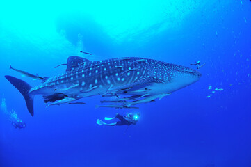悠々と泳ぐジンベイザメは世界最大の魚類