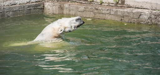 Naklejka premium Happy polar bear swims