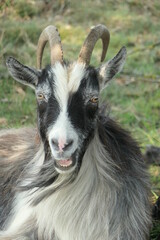 The head of a longhaired Black and white land goat with curled horns. Straight from the front and with open mouth and close up.