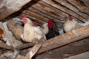 Rural farm. The rooster and hens are preparing to sleep in the barn on the seat.