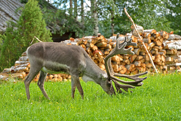 Naklejka premium Reindeer (Rangifer tarandus) on farm next to firewood