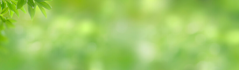 Fototapeta na wymiar Panorama green leaves and refreshing atmosphere with sunlight. Blurred leaf background with natural bokeh light. Foliage of tropical tree in summer. Photo for cover graphic design or ecology content