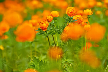 Spring Meadow Globeflowers