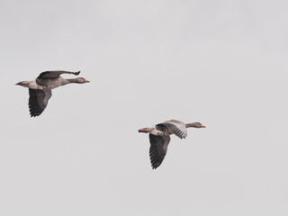 Fototapeta na wymiar close up of greylag geese flying side by side in blue sky