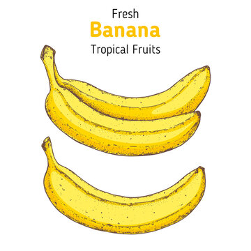 Banana hand drawn. Vector illustration. Cartoon design. Can used for package. Colorful banan illustration.