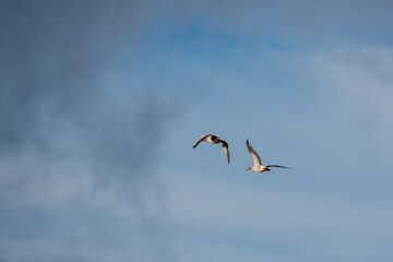  close up of greylag geese flying side by side in blue sky