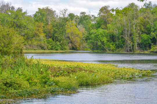 The Beautiful Wekiwa River slowly moving through Wekiwa Springs State Park in Opapka, Seminole County, Florida