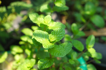 Fresh mint or peppermint close up. Mint leaf green plants isolated on white background, Mint in the garden there is sunlight