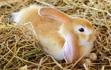 Cute white brown rabbit on the grass or straw