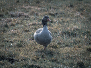  close up of gray geese standing on the field