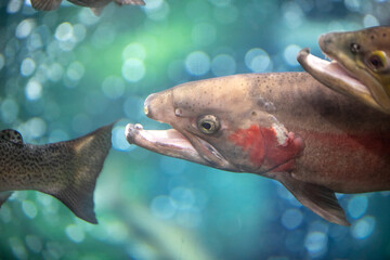 Fish in Aquarium