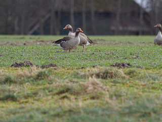  close up of gray geese standing on the field