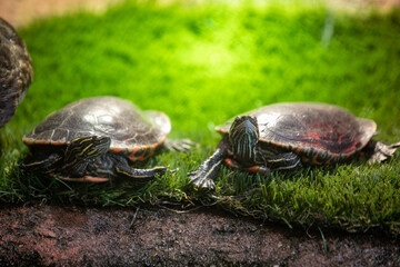 Fototapeta premium Turtle